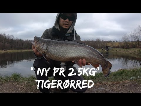Ny Pr. 2.5kg – Tigerørred – Grønbæk Put And Take