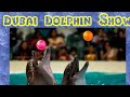 Dolphins Performing Like A Professional Circus Artist