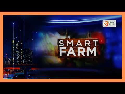 Kenya turns to science and innovation to boost beef production