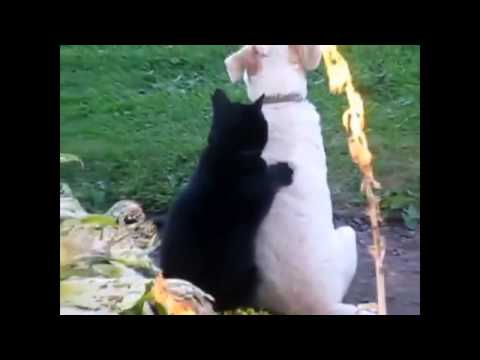 Epic cat videos   Cute, funny and scary kitten all in one