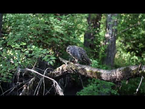 Barred Owl Eating Crayfish