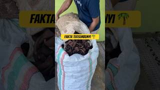 Download lagu Farmers Just Follow the Price, Who Really Regulates It?🤷♂️ #coconut #plantations #copra mp3 Download lagu Farmers Just Follow the Price, Who Really Regulates It?🤷♂️ #coconut #plantations #copra mp3