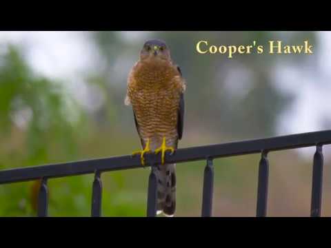 Raptors of San Diego County (4K UHD)