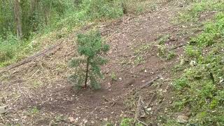 Clearing Progress around Addi's Tree (28th June 2020)