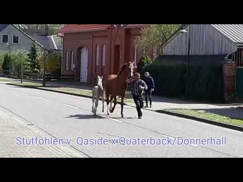 SF v. StPrSt & ESt Donna Quasara MD x Qaside *2020