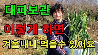 파테크 / 겨울이면 비싸지는 대파보관방법 / 이러면 겨울내내 먹을수 있어요