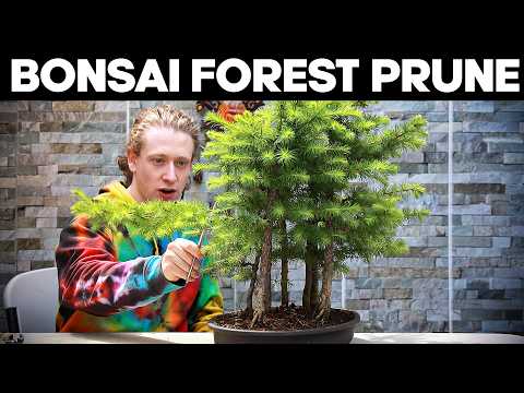 Pruning & Shaping A Bonsai Forest