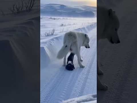 BORN AT −50°C! White Wolf Defies the Arctic to Give Life 🐺❄️ #wolf #animals #viral #video #shorts