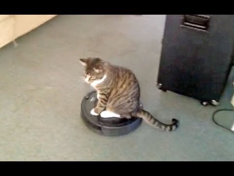 Cat Riding a Roomba iRobot Vacuum Cleaner