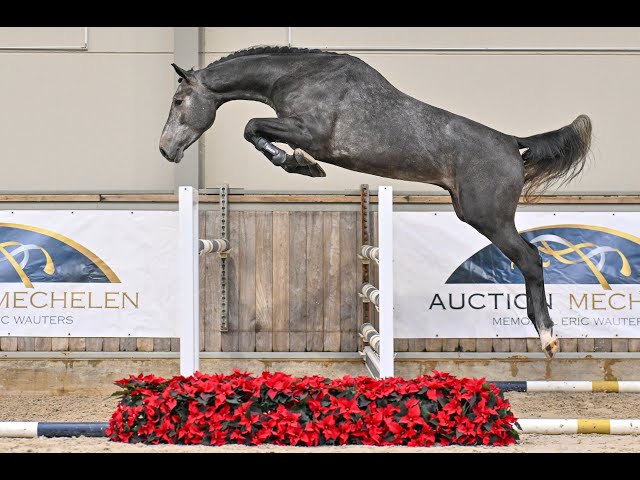 Papillon Vh Beeckhof Z