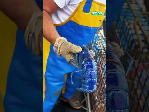 🦞 珍しい青いロブスターを捕まえられる確率は 2,000,000 分の 1 です #shorts @FurryTails