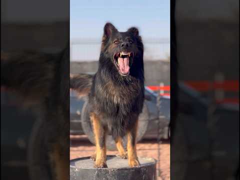 Dramatic work.#workingdog #germanshepherd #dog #jermanshepard #germansheparddog