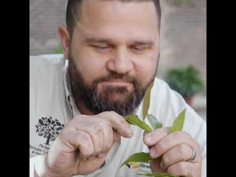 Bush tucker gardens for beginners