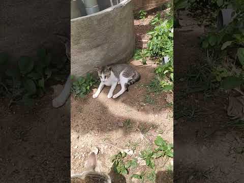 #catlover #cats #cat