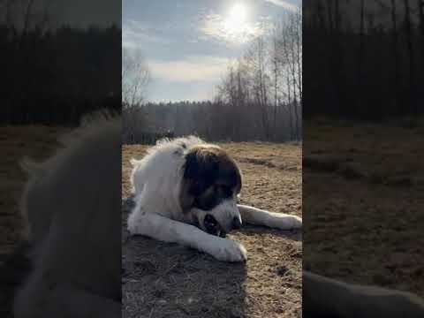 Advaita - niewidomy pies szukający wirtualnych opiekunów #helpingdogs #fundacjaduchleona #ytshorts