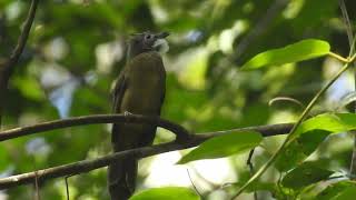 Download lagu #BURUNG EMPULOH mp3 Download lagu #BURUNG EMPULOH mp3