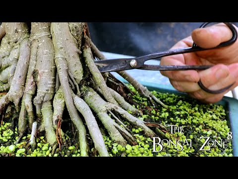 Pruning Three Different Style Ficus, Part 3, The Bonsai Zone, July 2021