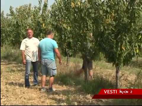 ZASADI TREŠNJE U CULJKOVIĆU OSTALI BEZ RODA