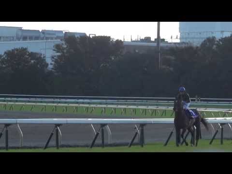 競馬 G1 2013年 第148回 天皇賞・秋 ジャスタウェイ & 福永祐一　ウイニングラン　現地撮影
