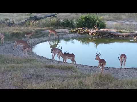 Djuma: Impala bachelor herd - 16:53 - 05/02/19