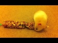 Barney The Hamster