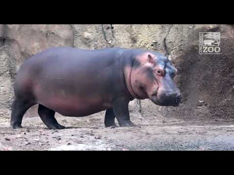 Hippo Fiona Year 7 Highlights - Cincinnati Zoo