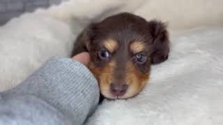 ミニチュアダックスの動画01