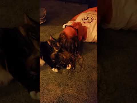 Kitty obsessed with wet hair
