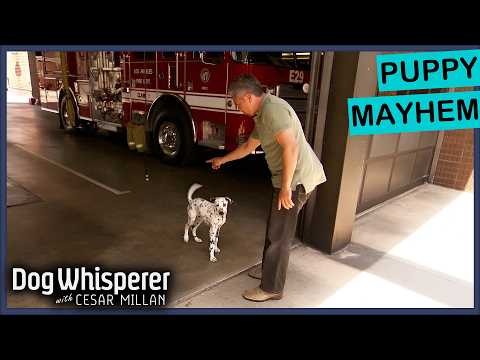 Firefighters Can’t Handle This Out-of-Control Puppy! | S3E4 Full Episode | Dog Whisperer