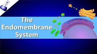 The Endomembrane System