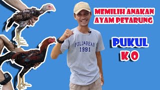 Download lagu CIRI ANAKAN AYAM BERKWALITAS || CARA MEMILIH ANAKAN AYAM BANGKOK mp3 Download lagu CIRI ANAKAN AYAM BERKWALITAS || CARA MEMILIH ANAKAN AYAM BANGKOK mp3