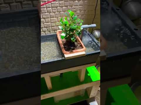 bassin-jardin-plantes-fleurs-jacinthes-nénuphars-pots