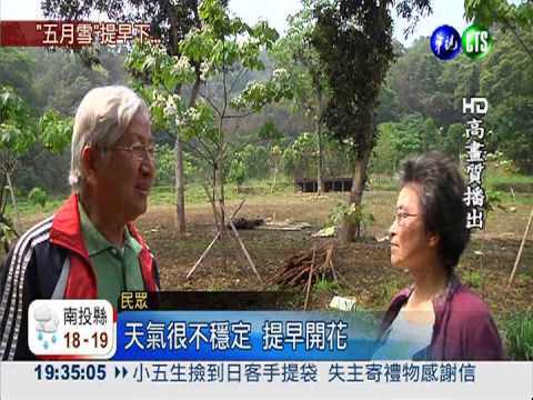 天氣回暖快速 "五月雪"提早開了!