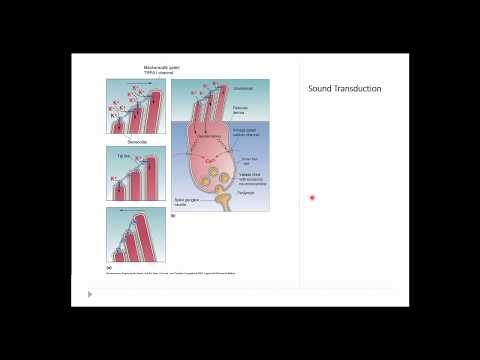 OSSM Neuro Chapter 11 - Sound Transduction