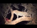 Leopard With Impala Kill