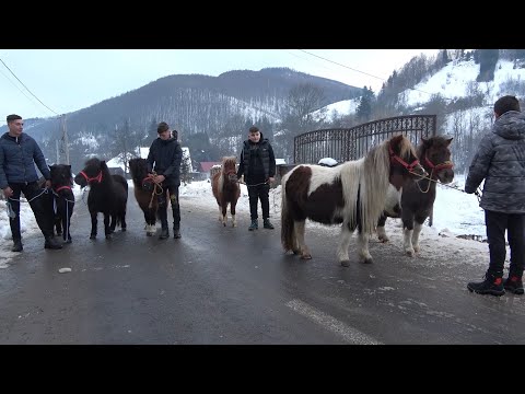 Poneii lui Calinut de la Vidra, Alba - 2021 Nou!!!