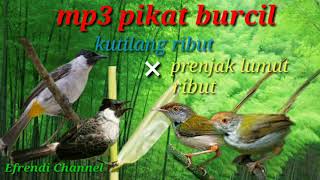 Download lagu SUARA PIKAT BURUNG PALING AMPUH | kutilang rubut mix prenjak lumut ribut mp3