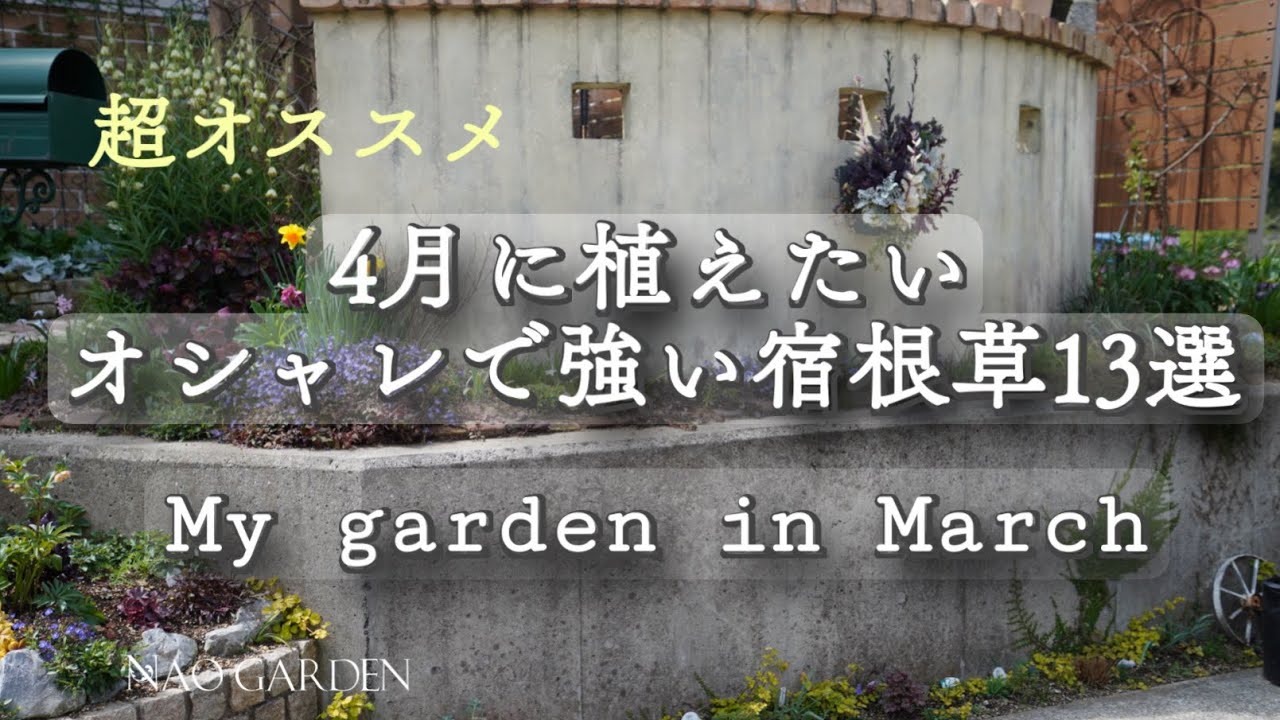 【春のガーデニング】4月に植えたいオシャレで強い宿根草13選🍃新商品あり｜3月　少しずつ春色に染まる　私の小さな庭便り🌸｜3月〜4月の庭仕事｜My garden in March