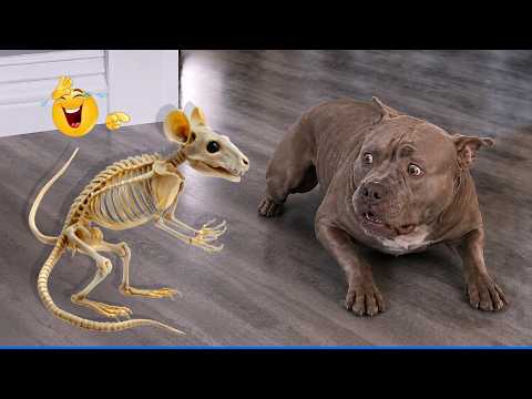 The Funniest Animal Compilation 🤣🐶 When You Need Videos That Will Make You Laugh Out Loud.
