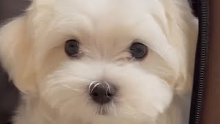 【マルチーズ】新しい家族が家にきました【犬】＠かわいい