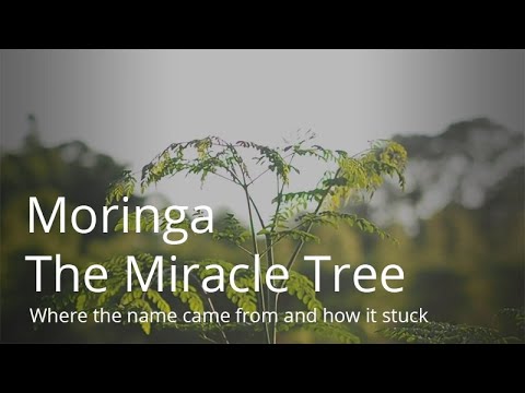 image-What does Moringa tree cure?