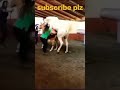 Horse Mating Donkey Donkeys Breeding Animals Mating Compilation 2024 Donkeymeeting Shorts