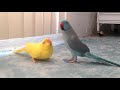 Indian Ringneck Mating Dance
