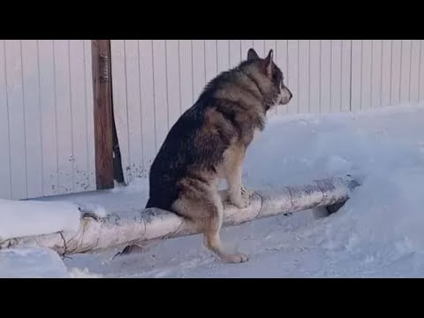 J'ai le chien le plus bizarre