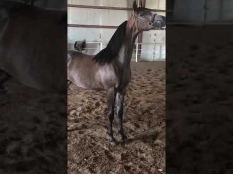 مهرة شو كولتي قوي