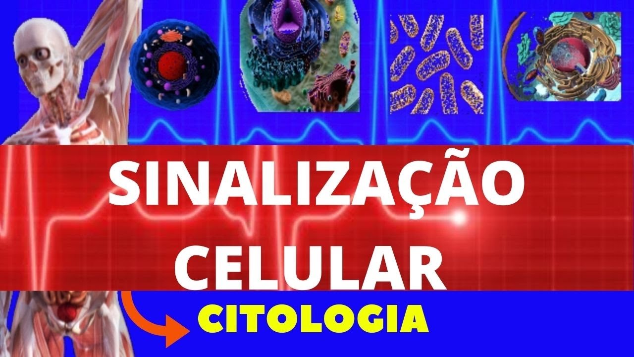 SINALIZAÇÃO CELULAR (COMUNICAÇÃO CELULAR) - CITOLOGIA ENSINO SUPERIOR - RECEPTORES CELULARES