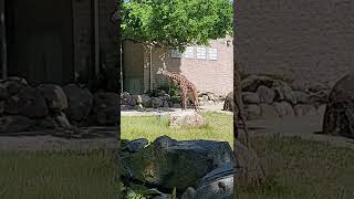 Giraffe Roger Williams Zoo