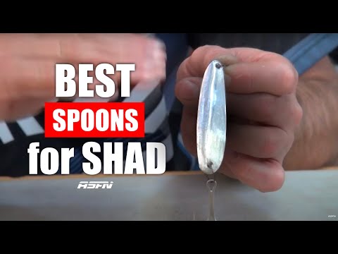 Best Spoons for Shad / Tailor / Bluefish / Elf | ASFN Fishing