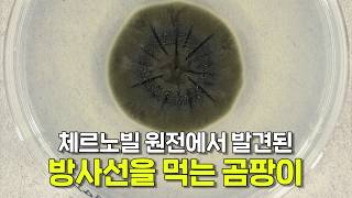 방사선을 먹고 사는 곰팡이가 발견됐다고?
