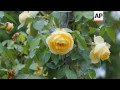 Blooms From One Of The World S Largest Rose Gardens